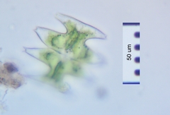 Micrasterias pinnatifida