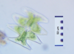 Micrasterias pinnatifida