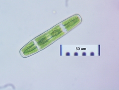Penium spirostriolatum