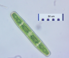 Penium spirostriolatum