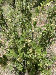 Cercocarpus montanus