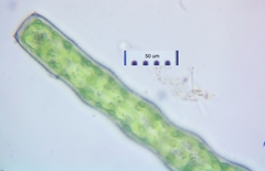 Pleurotaenium constrictum