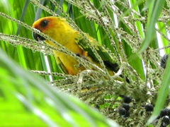 Aratinga maculata