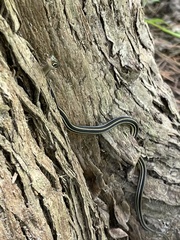 Thamnophis proximus