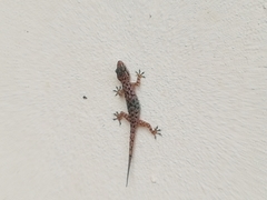 Hemidactylus brookii