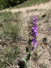 Penstemon secundiflorus