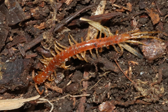Scolopocryptops spinicaudus