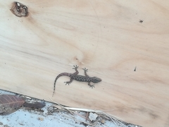 Hemidactylus brookii