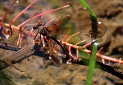 Calopteryx haemorrhoidalis
