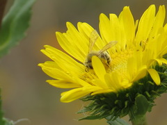 Cnemidandrena
