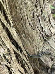 Thamnophis proximus