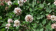 Trifolium repens