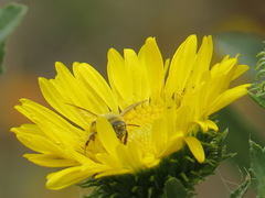 Cnemidandrena