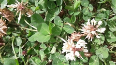 Trifolium repens
