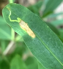 Caloptilia hypericella