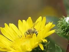 Cnemidandrena