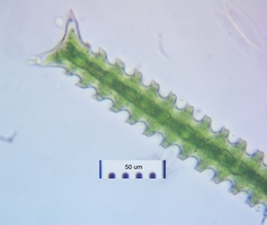 Triploceras verticillatum
