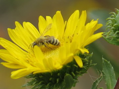 Cnemidandrena
