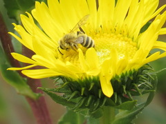 Cnemidandrena