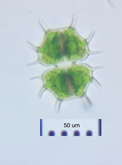 Xanthidium cristatum