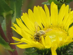 Cnemidandrena