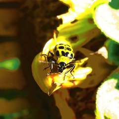 Diabrotica undecimpunctata