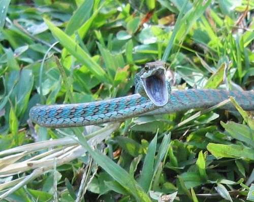 Photo of a Copper Parrot Snake (Leptophis cupreus)