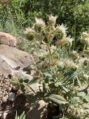 Phacelia heterophylla