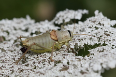Ephippiger terrestris