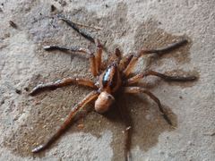 Hogna ferox