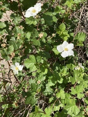 Rubus deliciosus