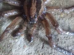 Hogna ferox