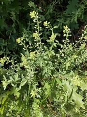 Brassicaceae