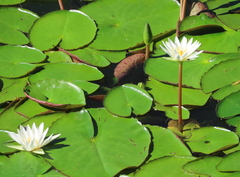 Nymphaea gracilis