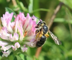 Andrena labialis