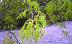 Prosopis laevigata