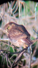 Glaucidium brasilianum