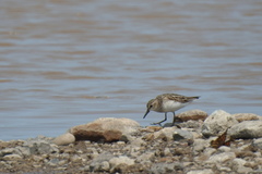 Calidris pusilla