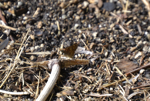 photo of Umber Skipper (Lon melane)