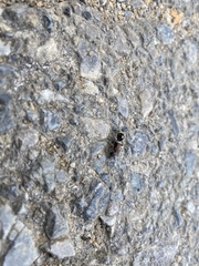 Sigilla dorsata