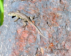 Sceloporus dugesii
