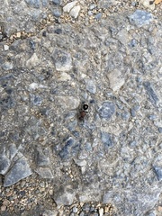 Sigilla dorsata