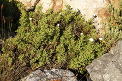 Arctotis aspera aspera