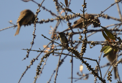 photo of Rufous, Allen's, And Allied Hummingbirds (Selasphorus)