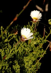 Arctotis aspera aspera