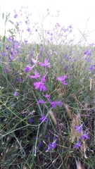 Delphinium consolida paniculatum