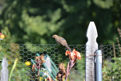 photo of California Towhee (Melozone crissalis)