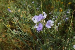 Psoralea verrucosa