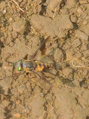 Chrysops venus