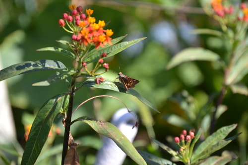 photo of Umber Skipper (Lon melane)